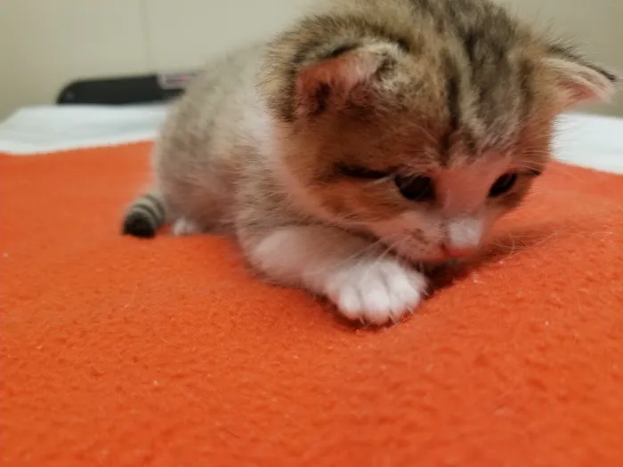 VCA Kingwood Animal Hospital Picture 5