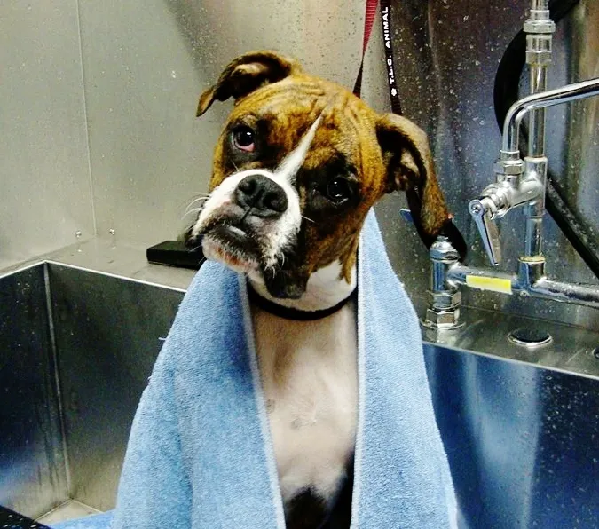 TLC Animal Hospital Picture 7