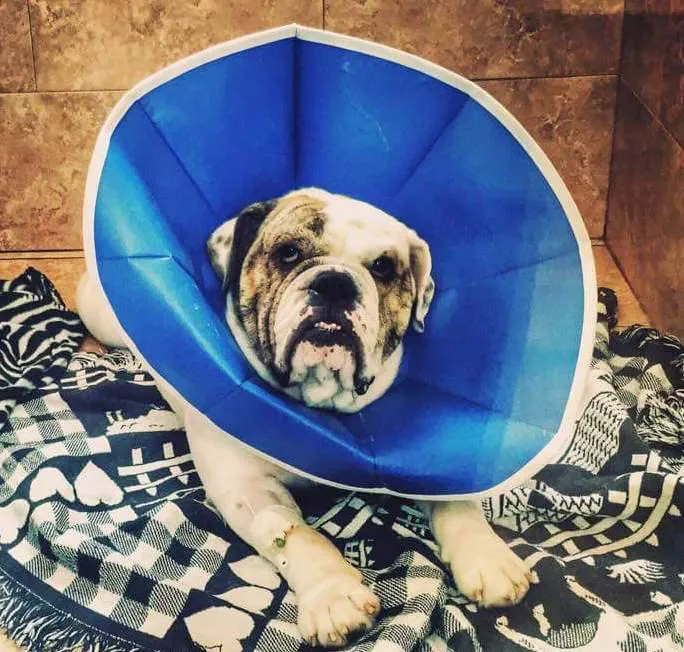 Bay-Porte Animal Hospital Picture 4