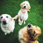 Bay-Porte Animal Hospital