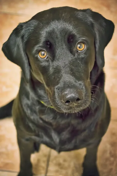 Bay-Porte Animal Hospital Picture 8