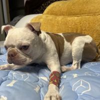Animal Clinic of La Porte ico