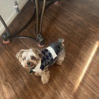 PetVet Vaccination Clinic ico