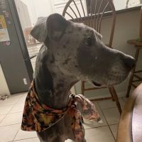 Pet Vaccination Services ico