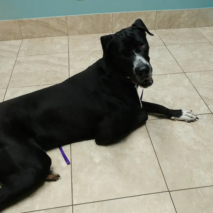 Family Animal Hospital of Friendswood Picture 6