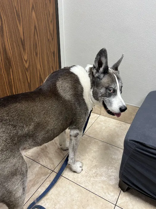 Family Animal Hospital of Friendswood Picture 4