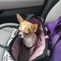 Family Animal Hospital of Friendswood ico