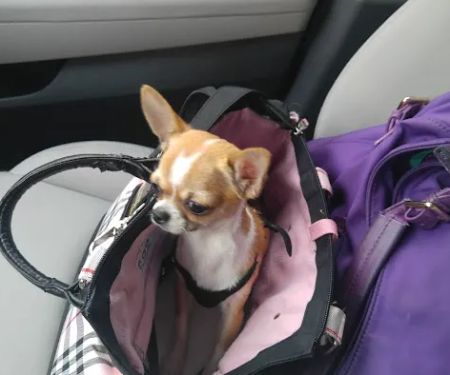 Family Animal Hospital of Friendswood