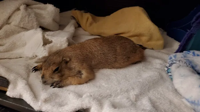 Family Animal Hospital of Friendswood Picture 2