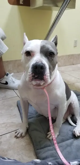 Family Animal Hospital of Friendswood Picture 7