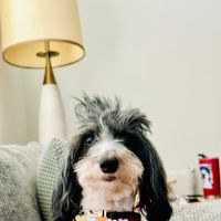 Friendswood Animal Clinic ico