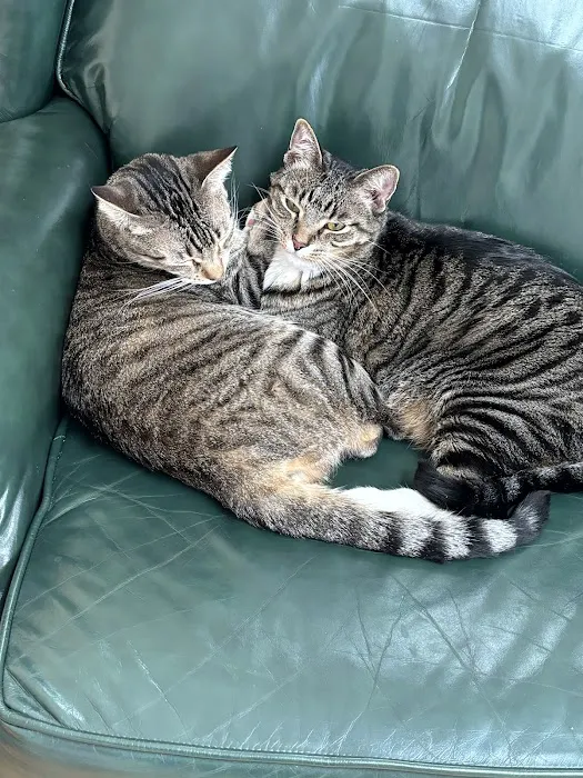 Friendswood Animal Clinic Picture 2