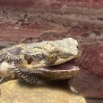 ACES All Creatures Exotic & Small Veterinary Hospital