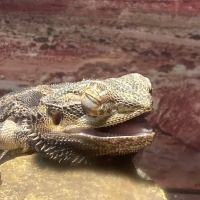 ACES All Creatures Exotic & Small Veterinary Hospital ico