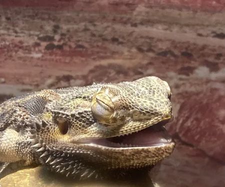 ACES All Creatures Exotic & Small Veterinary Hospital