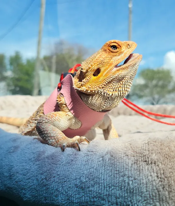 ACES All Creatures Exotic & Small Veterinary Hospital Picture 2