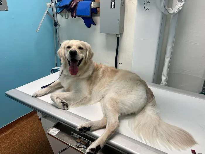 Clear Lake City Veterinary Clinic Picture 10