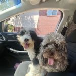 Clear Lake City Veterinary Clinic