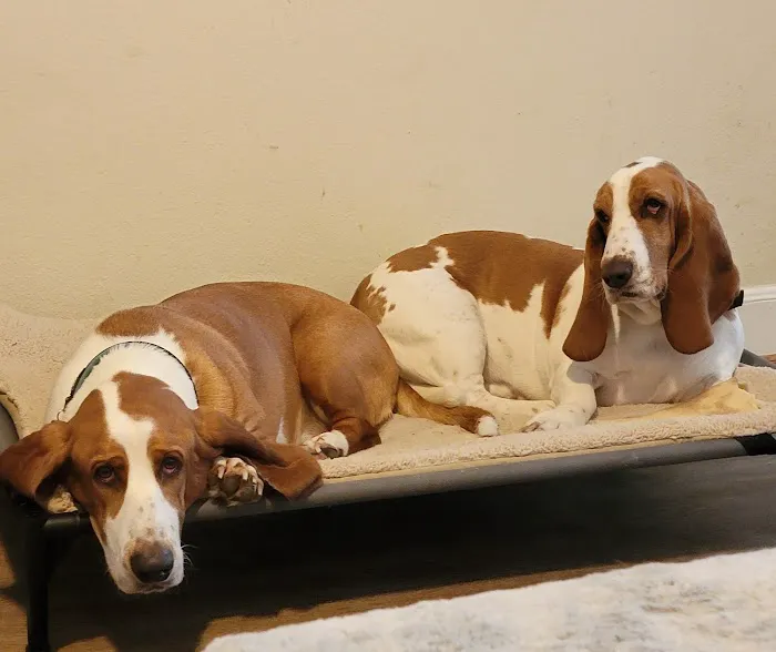 Clear Lake City Veterinary Clinic Picture 5
