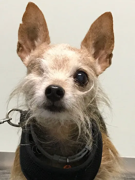Falcon Pass Animal Hospital Picture 6