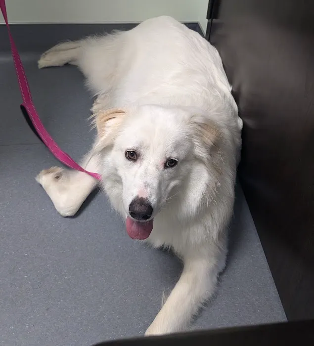 Falcon Pass Animal Hospital Picture 5