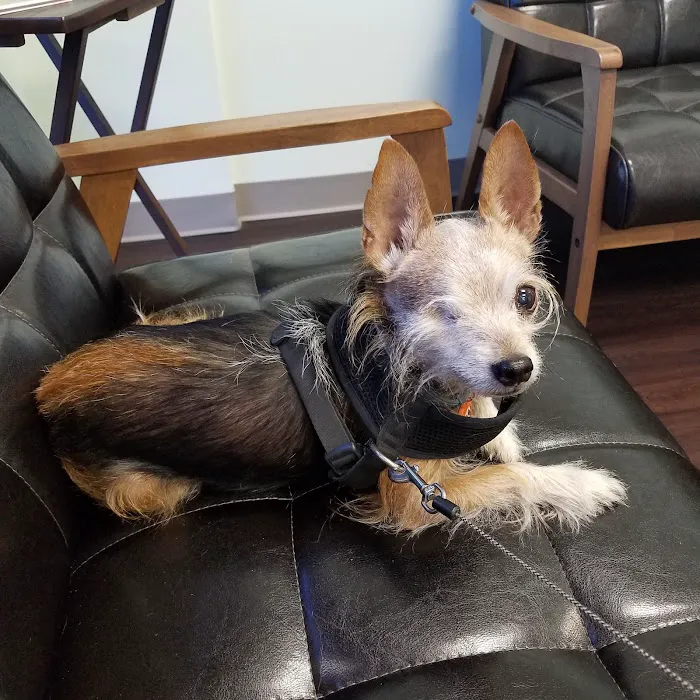 Falcon Pass Animal Hospital Picture 10