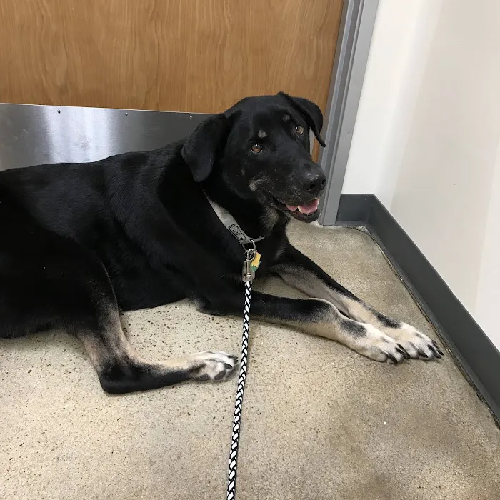 Vetco Total Care Animal Hospital Picture 6