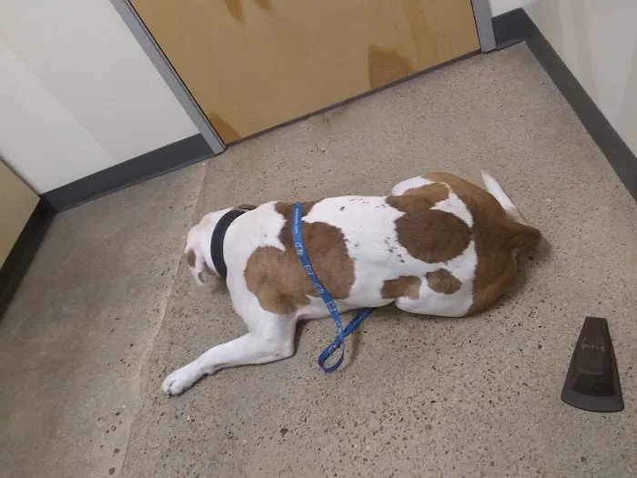 Vetco Total Care Animal Hospital Picture 8