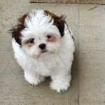 Banfield Pet Hospital