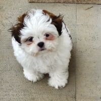 Banfield Pet Hospital ico