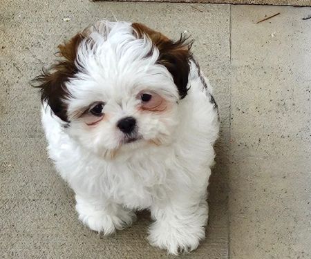 Banfield Pet Hospital
