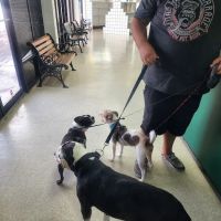 Pet Vet Animal Hospitals - Baybrook Mall ico