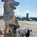 Alvin-Friendswood Veterinary Center