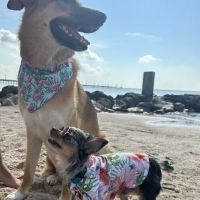 Alvin-Friendswood Veterinary Center ico