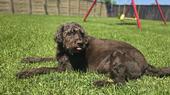 Alvin-Friendswood Veterinary Center Picture 4