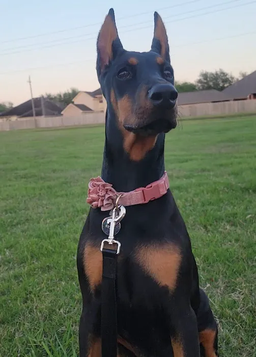 Abel Veterinary Services Picture 4