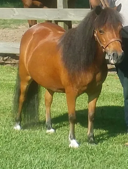 Abel Veterinary Services Picture 3