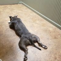 Neighborhood Veterinary Centers - NASA ico