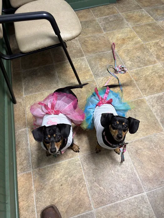 Manvel Animal Clinic Picture 2