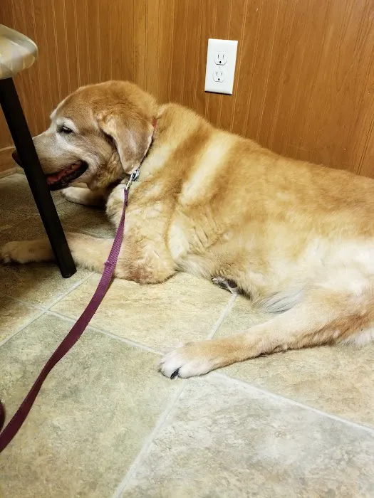 Manvel Animal Clinic Picture 6