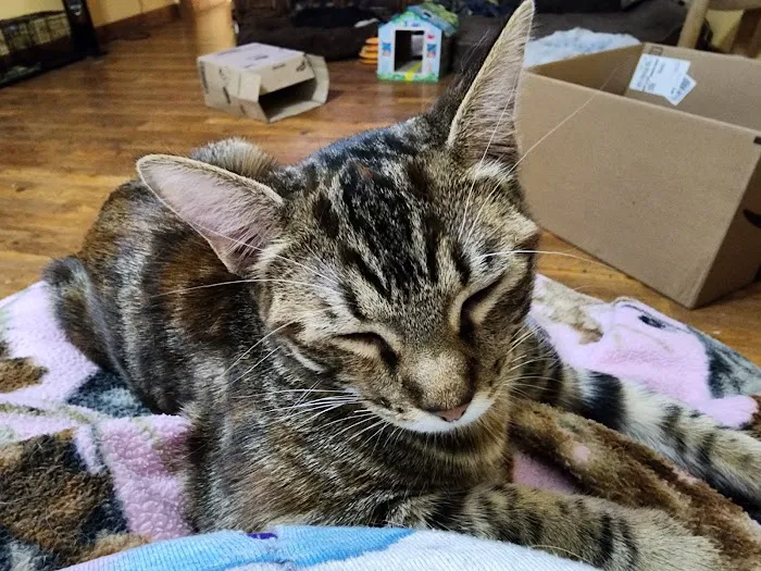 Manvel Animal Clinic Picture 9