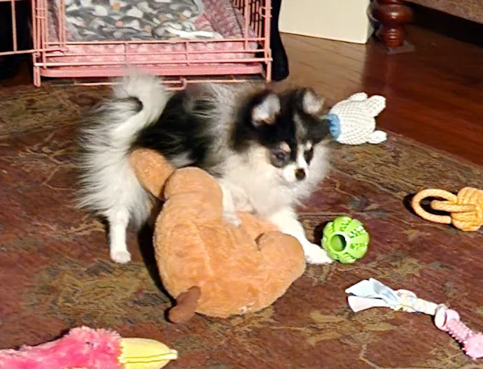 A Paw Above Veterinary Hospital Picture 9