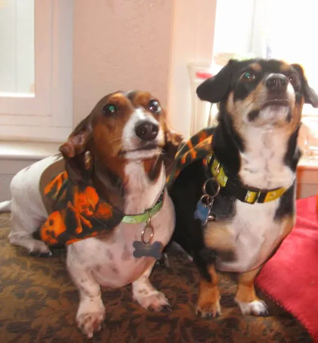San Juan Veterinary Hospital Picture 1