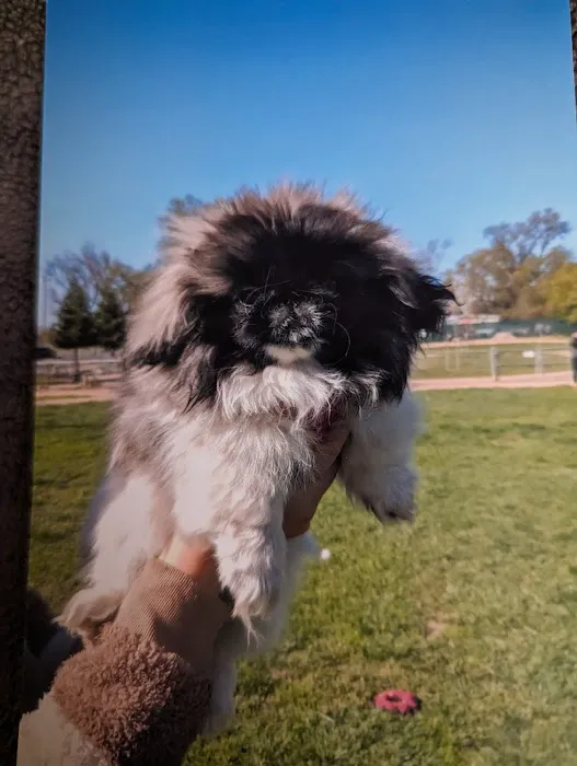 All About Pets Picture 2