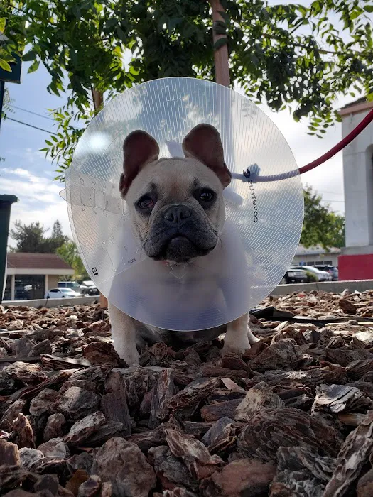 All About Pets Picture 3
