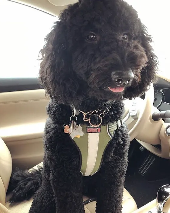 All About Pets Picture 1