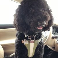 All About Pets ico
