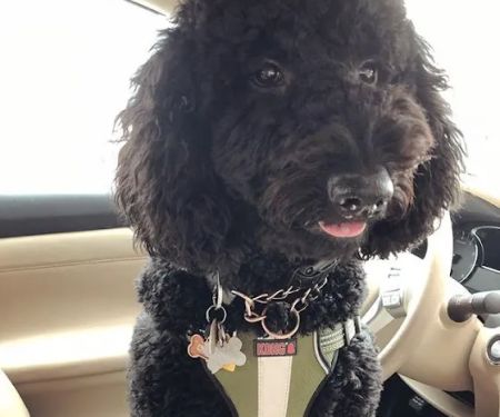 All About Pets