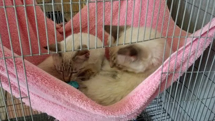 All About Pets Picture 6