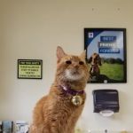 Citrus Heights Pet Hospital: Warsc Averi DVM